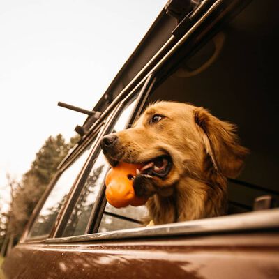 West Paw Zabawka dla psa Tux z Zogoflexu, pomarańczowa, rozmiar L
