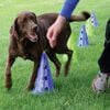 FitPAWS Zestaw do treningu agility dla psa Canine Gym