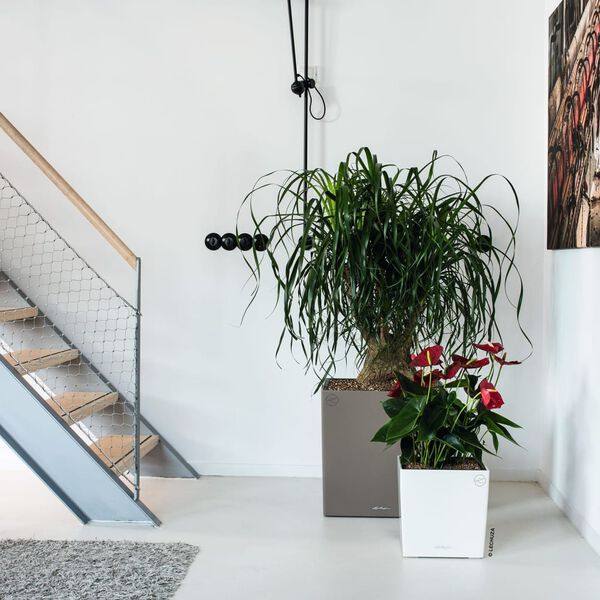 LECHUZA Donica CUBE 30 ALL-IN-ONE, biała, wysoki połysk