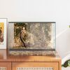 vidaXL Terrarium z przechowywaniem przezroczysty 40 x 30 x 30 cm Szkło