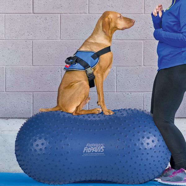 FitPAWS Platforma r&oacute;wnoważna Trax Peanut, 60 cm, niebieska