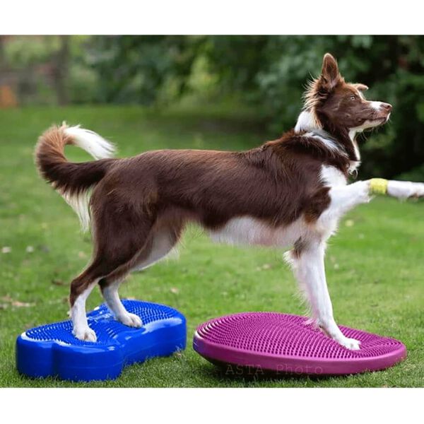 FitPAWS Dysk r&oacute;wnoważny dla zwierząt, 56 cm, owoce leśne (r&oacute;żowy)