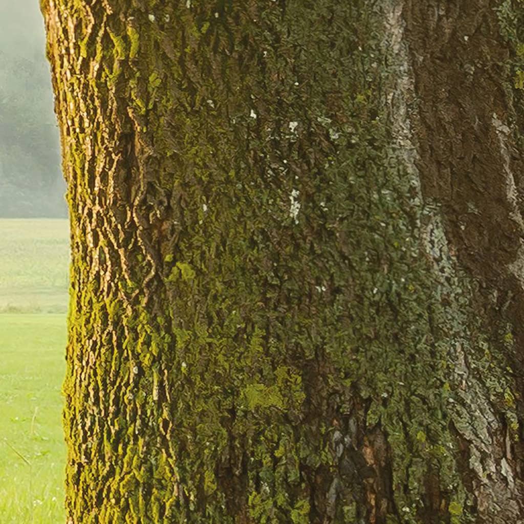 Komar Fototapeta The Magic Tree, 450x280 cm