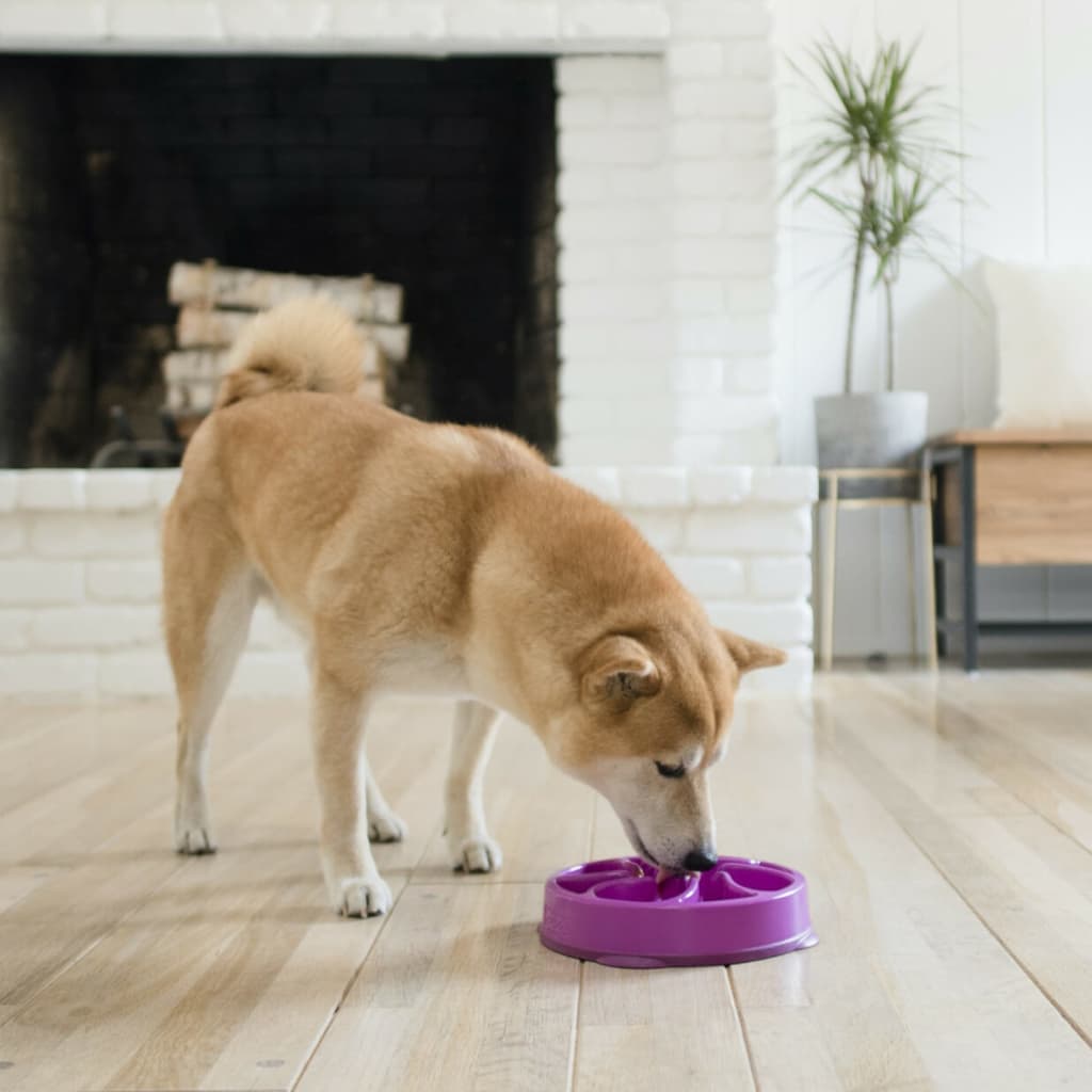 Outward Hound Miska dla psa spowalniająca jedzenie Slo Bowl, fioletowa